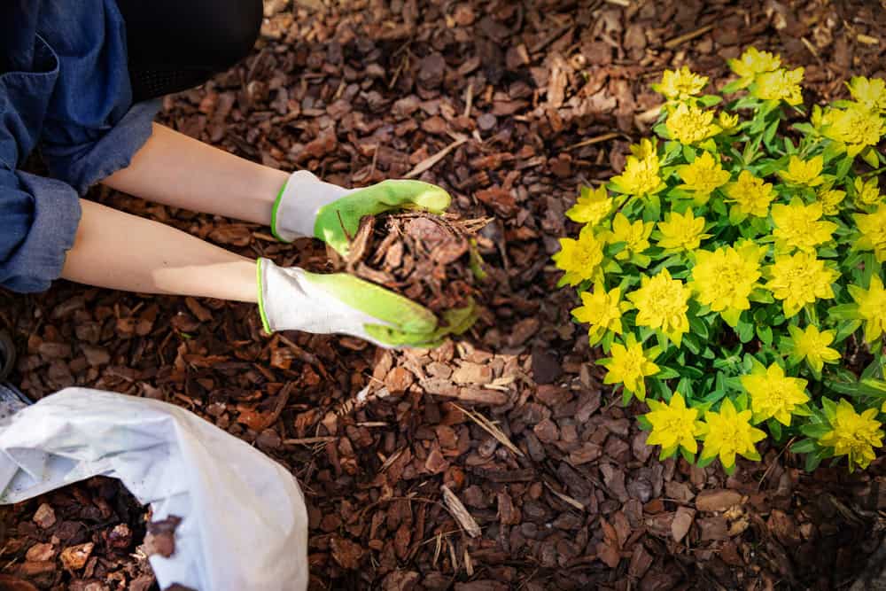 Mulch