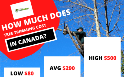 How Much Does Tree Trimming Services cost in Canada?