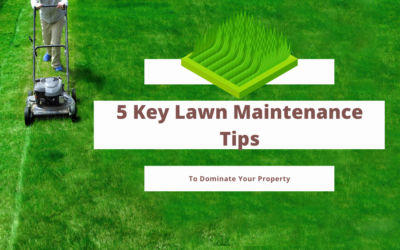 5 Key Lawn Maintenance Tips To Dominate Your Property