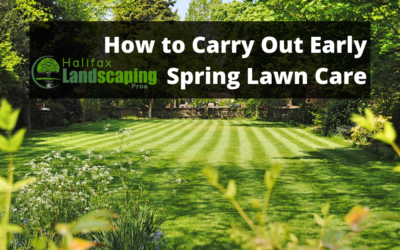 How to Carry Out Early Spring Lawn Care
