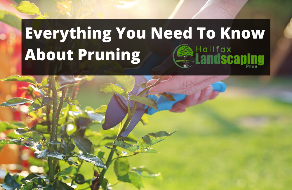 Everything You Need To Know About Pruning