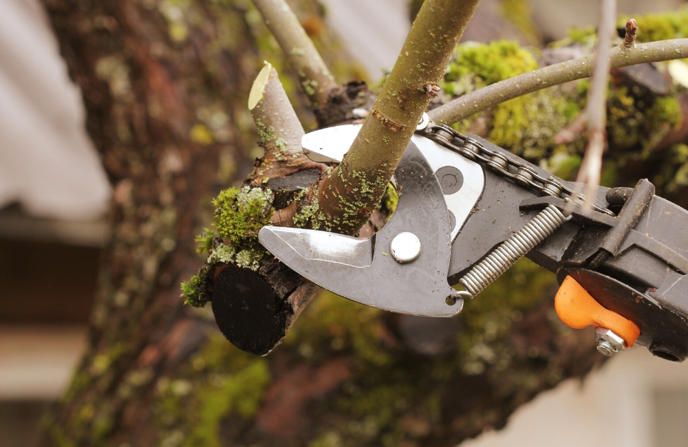 Everything You Need To Know About Pruning