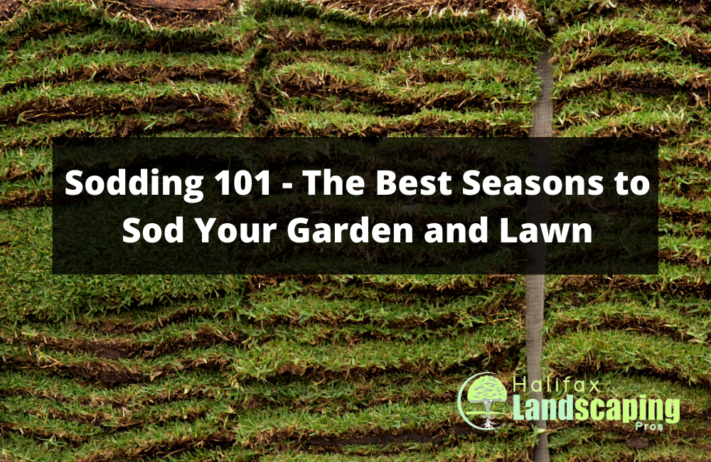 Sodding 101 - The Best Seasons to Sod Your Garden and Lawn