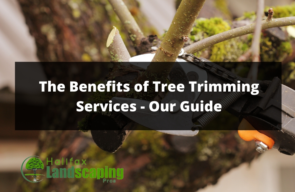 The Benefits of Tree Trimming Services