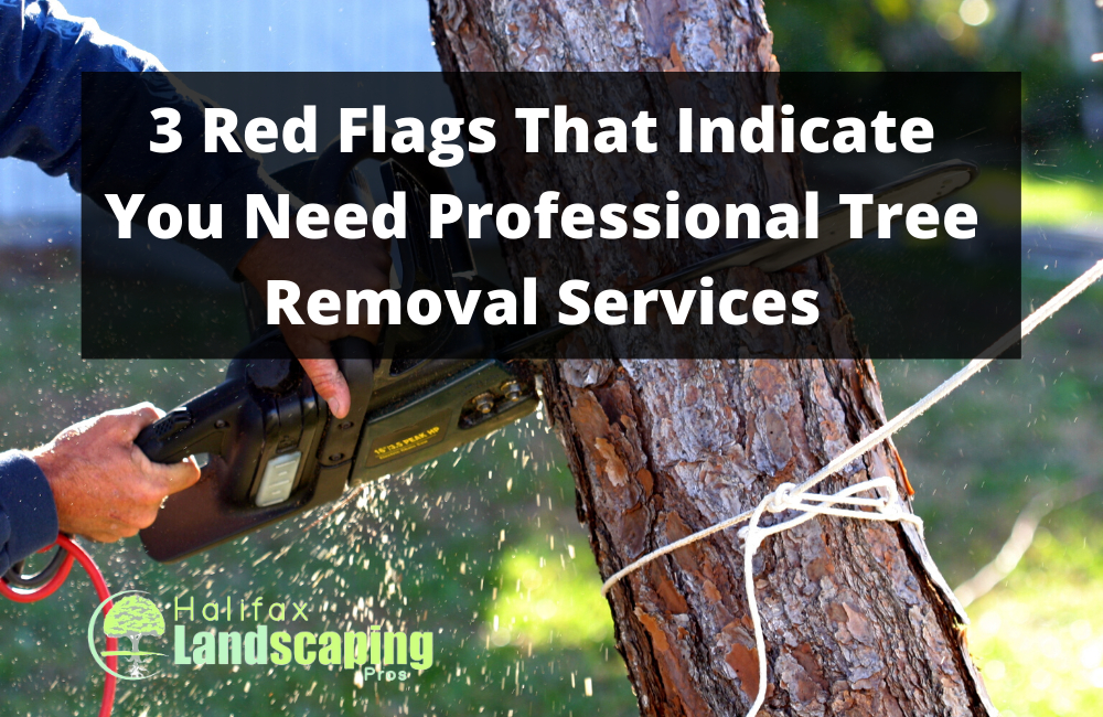 3 Red Flags That Indicate You Need Professional Tree Removal Services
